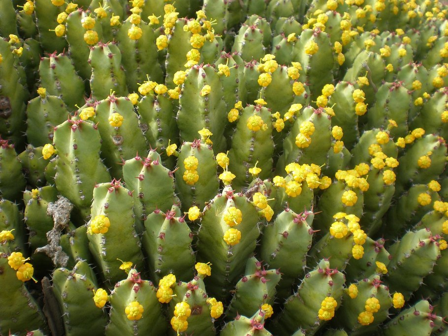 Euphorbia resinifera