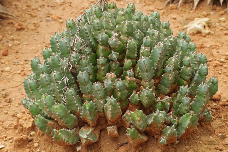 Молоча́й смолоно́сный (Euphorbia resinifera)