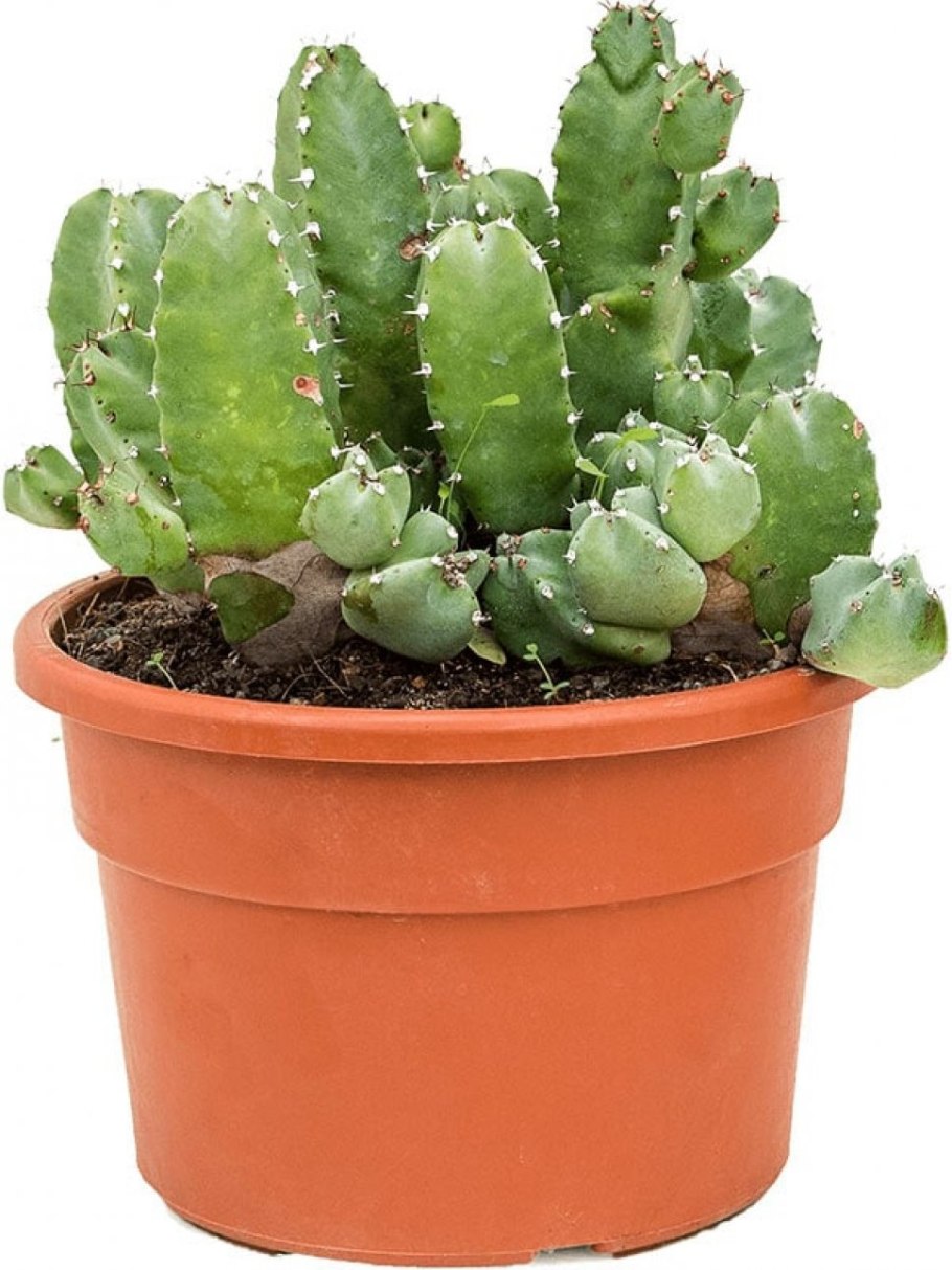 Молоча́й смолоно́сный (Euphorbia resinifera)