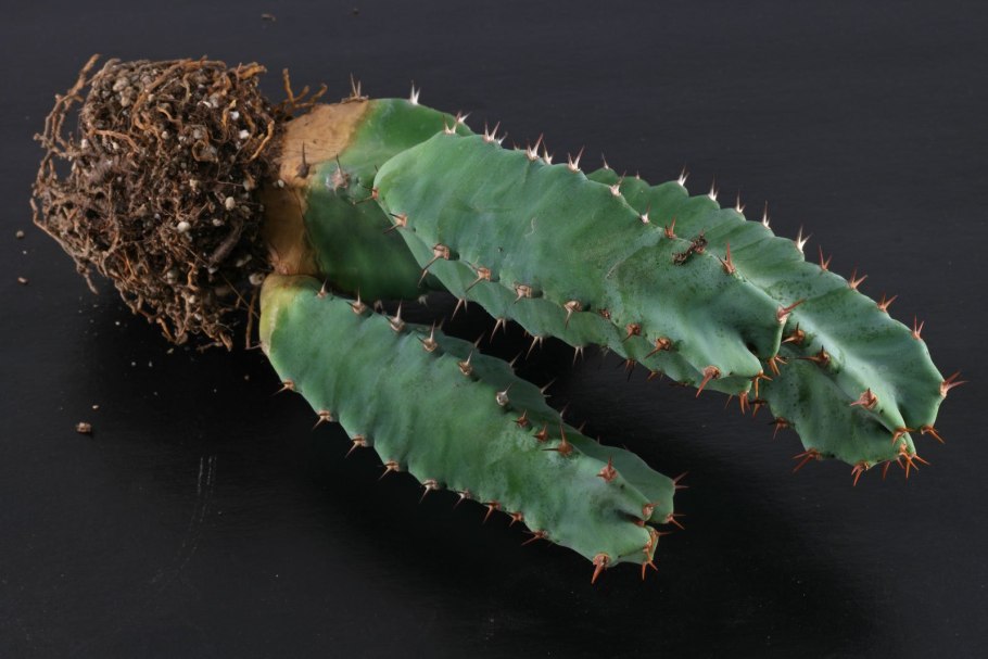 Молочай смолоносный Euphorbia resinifera