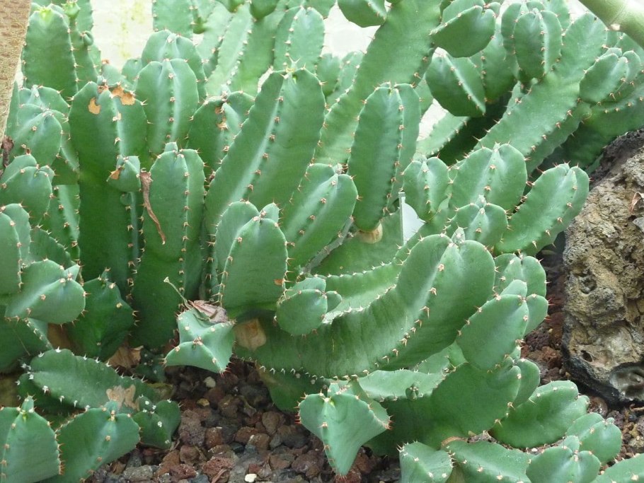 Молоча́й смолоно́сный (Euphorbia resinifera)
