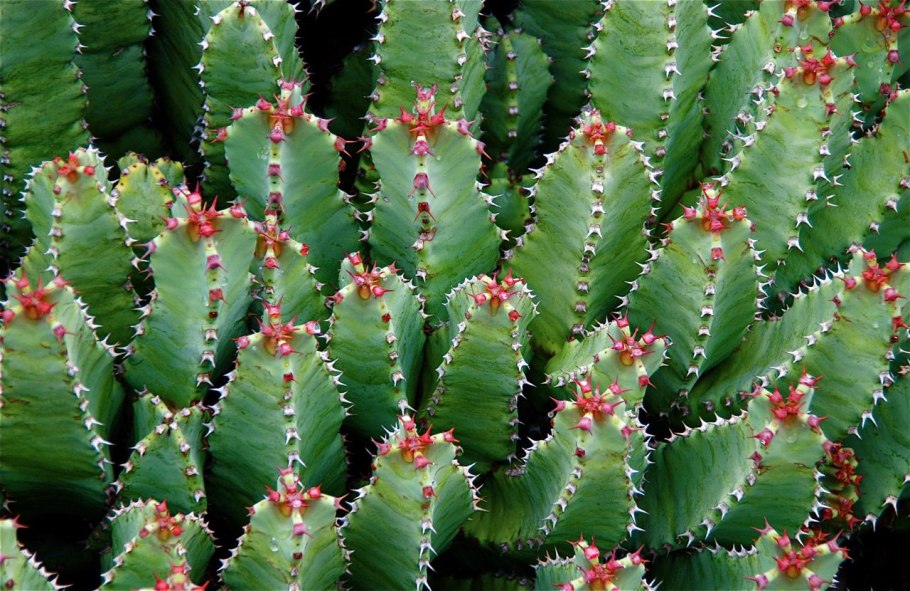 Молоча́й смолоно́сный (Euphorbia resinifera)