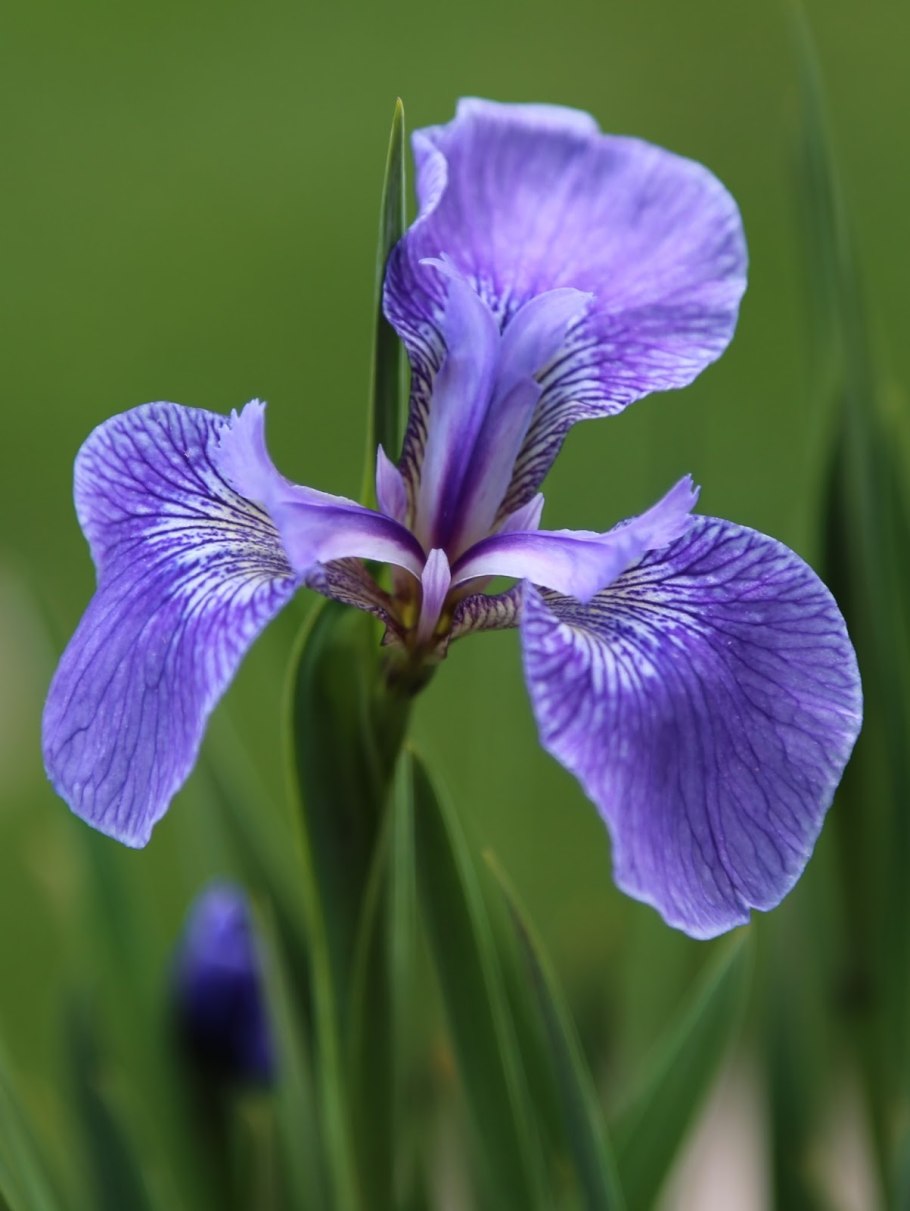 Ирис пестрый с2 Iris versicolor
