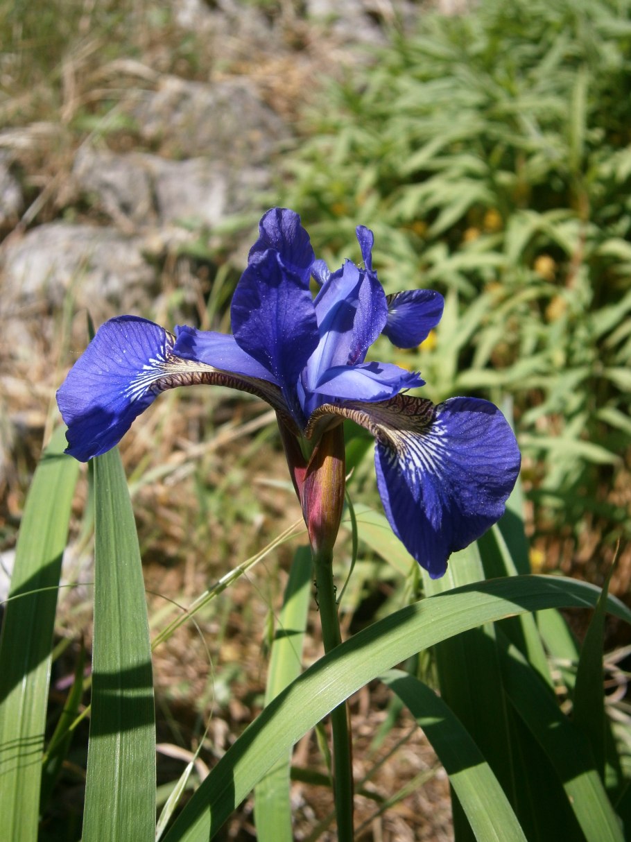 Ирис щетинистый - Iris setosa