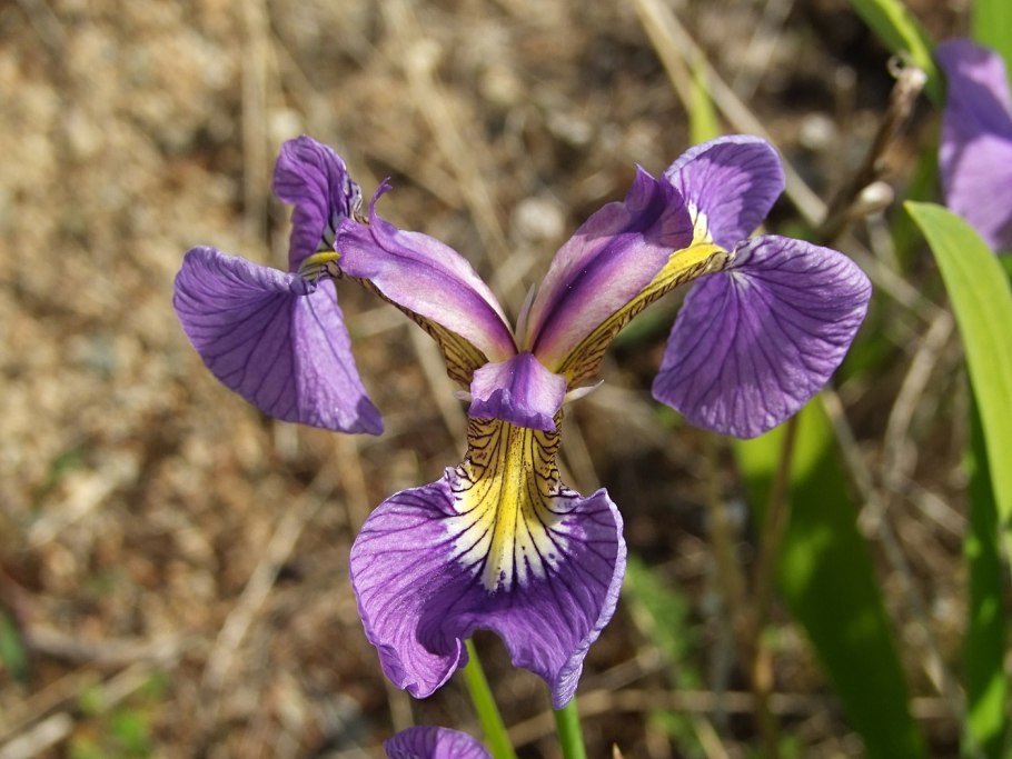 Ирис щетинистый - Iris setosa