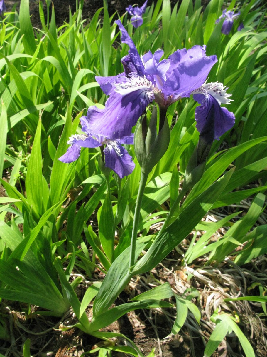 Ирис щетинистый - Iris setosa