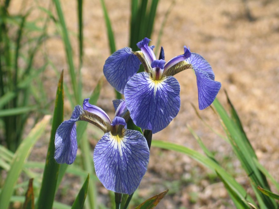 Ирис щетинистый - Iris setosa