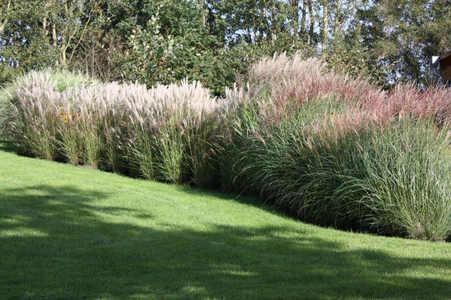 Мискантус зебрина