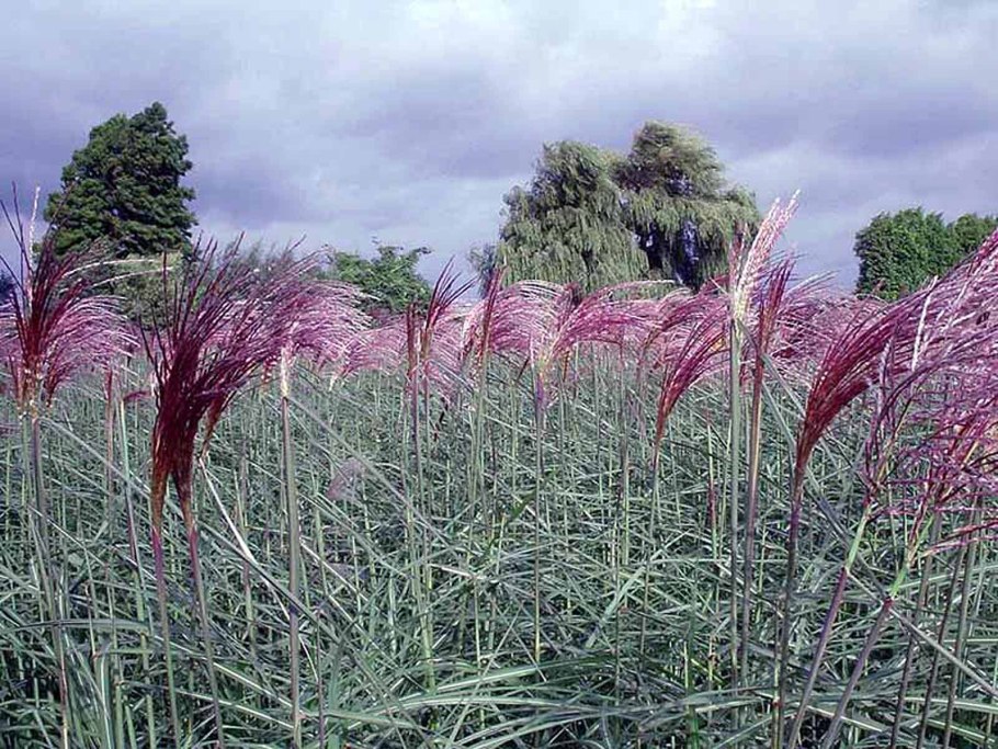 Мискантус китайский "Gracillimu