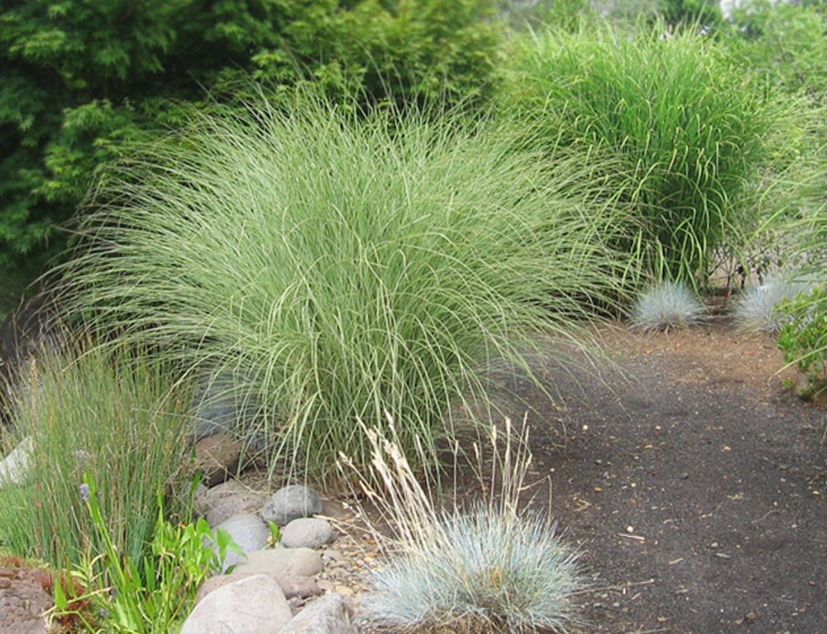 Мискантус китайский Силберфедер