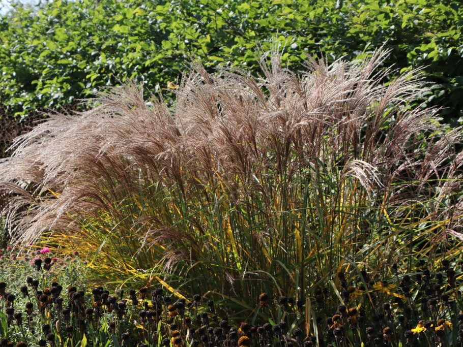 Мискантус китайский Синенсис