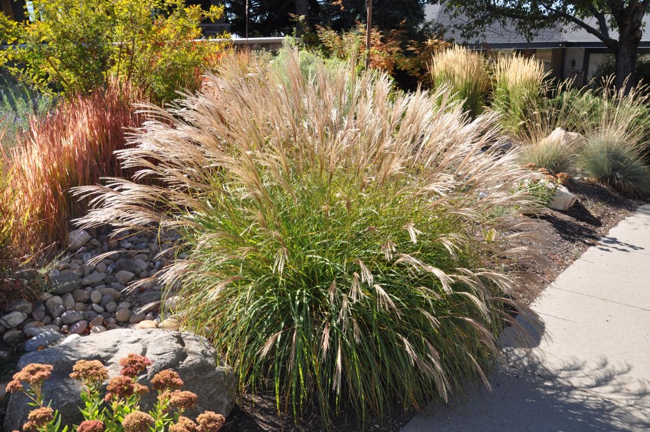 Мискантус китайский "Gracillimu