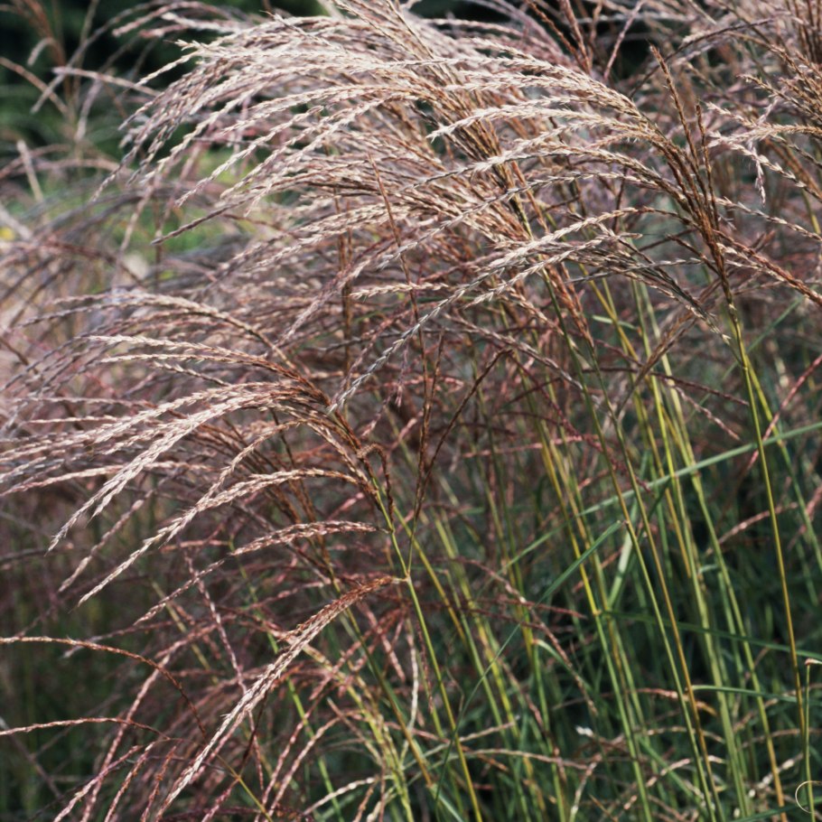 Мискантус зебрина