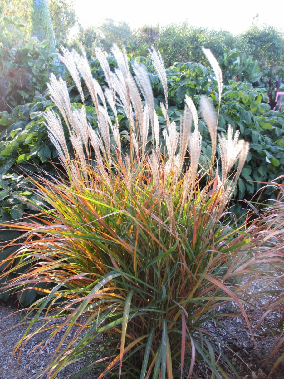 Мискантус китайский Синенсис