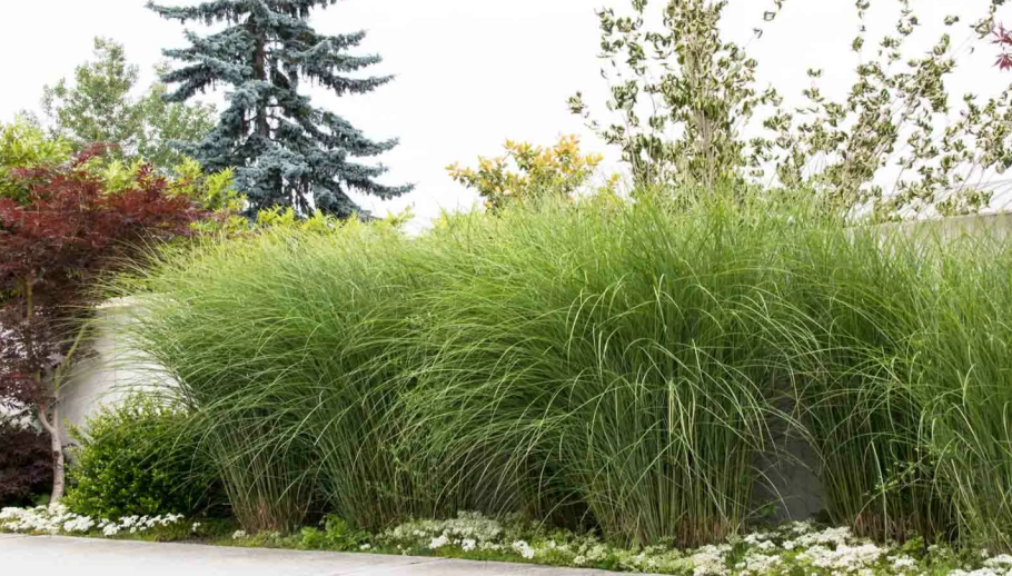 Мискантус Flamingo