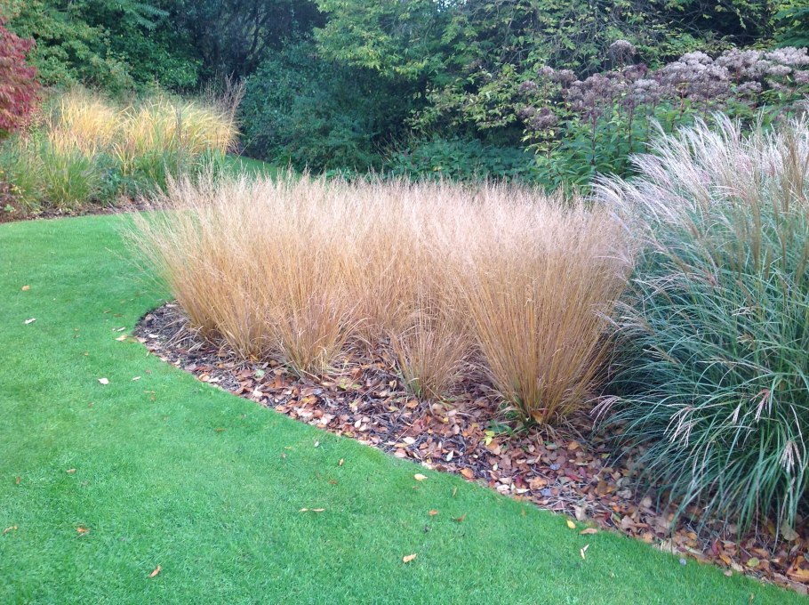 Молиния карл форстер