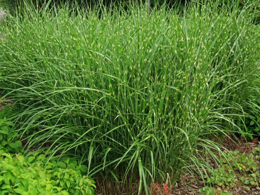 Мискантус китайский Miscanthus sinensis morning Light morning Light