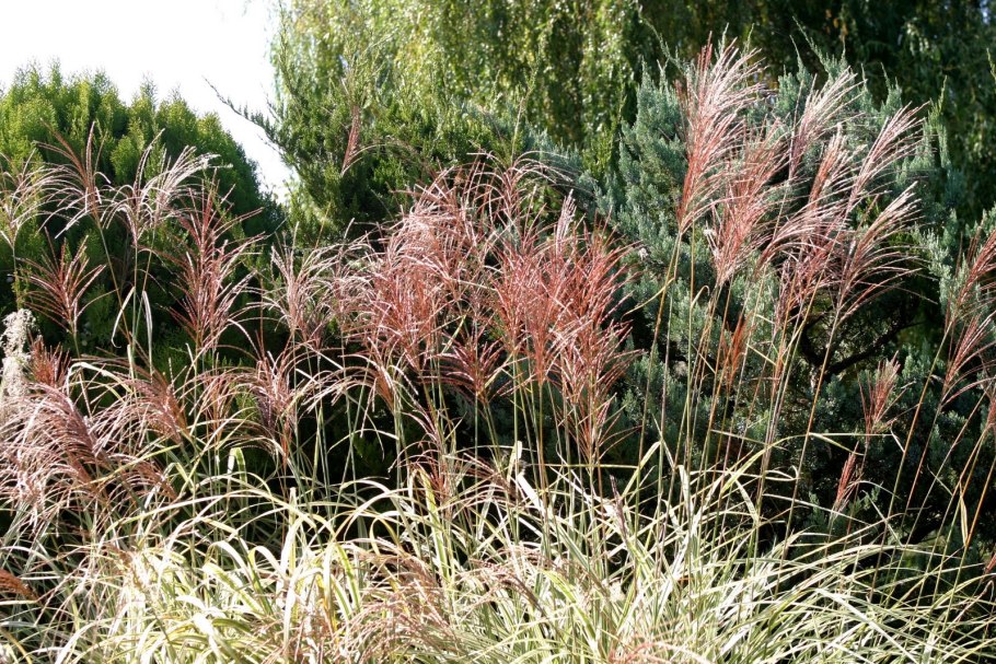 Мискантус ротфедер китайский