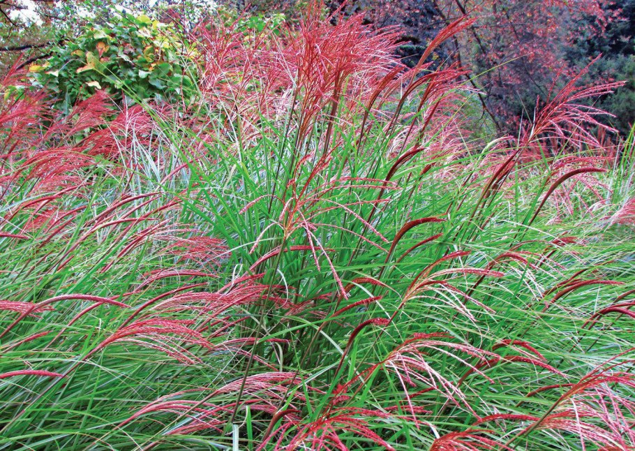 Мискантус китайский "Gracillimu