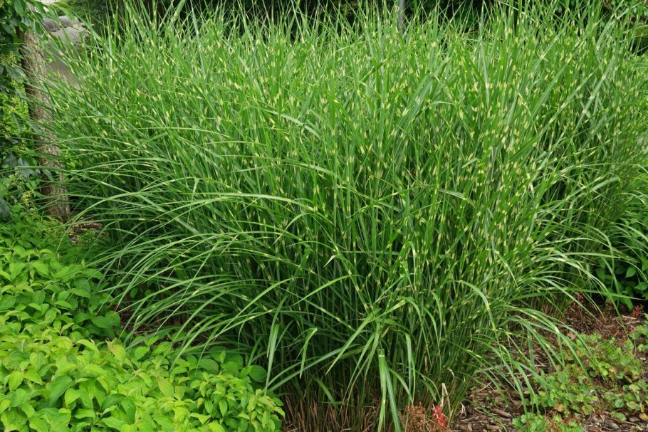 Мискантус китайский стриктус