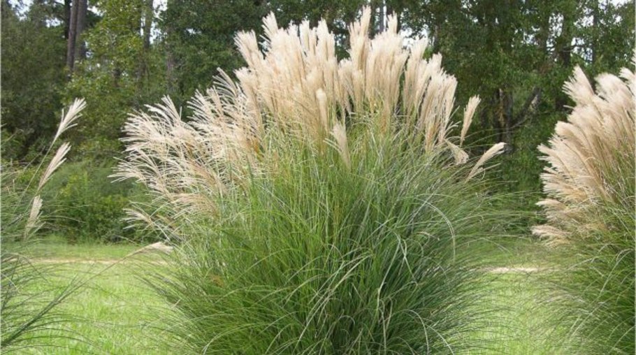 Мискантус китайский gracillimus