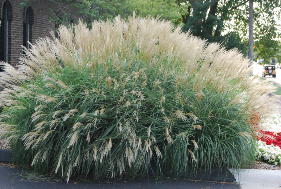 Мискантус китайский Грацилимус