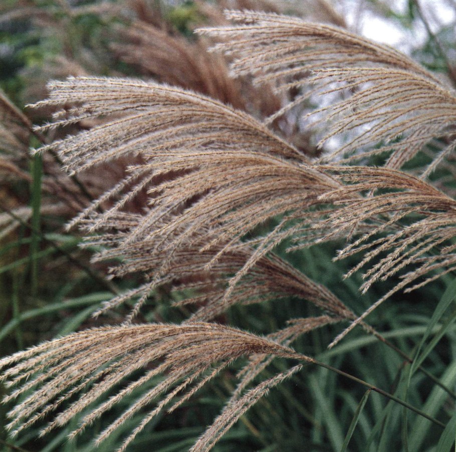 Мискантус китайский Silberfeder