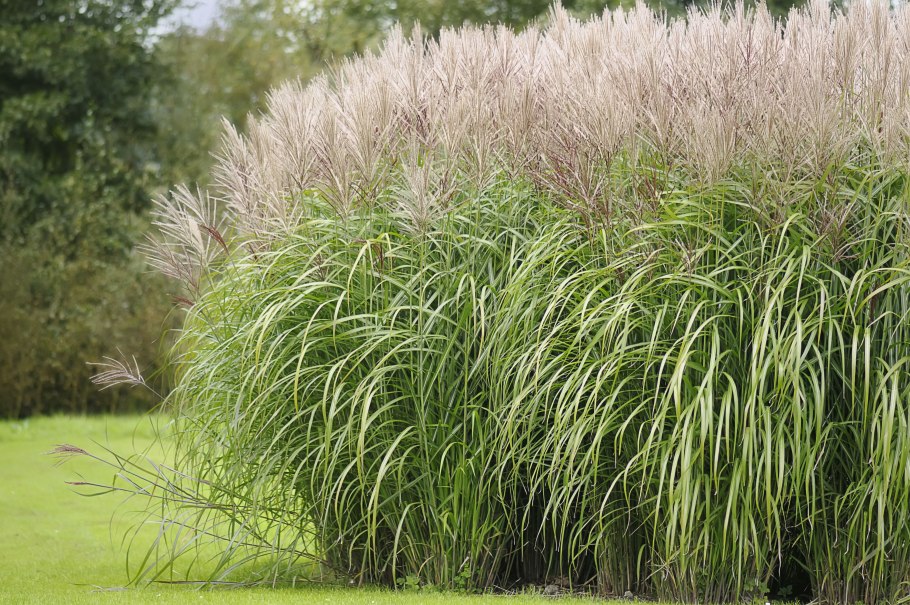 Мискантус китайский (Miscanthus sinensis zebrinus)