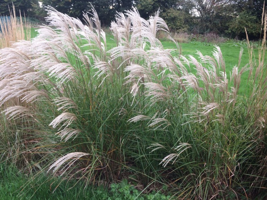 Мискантус зебрина