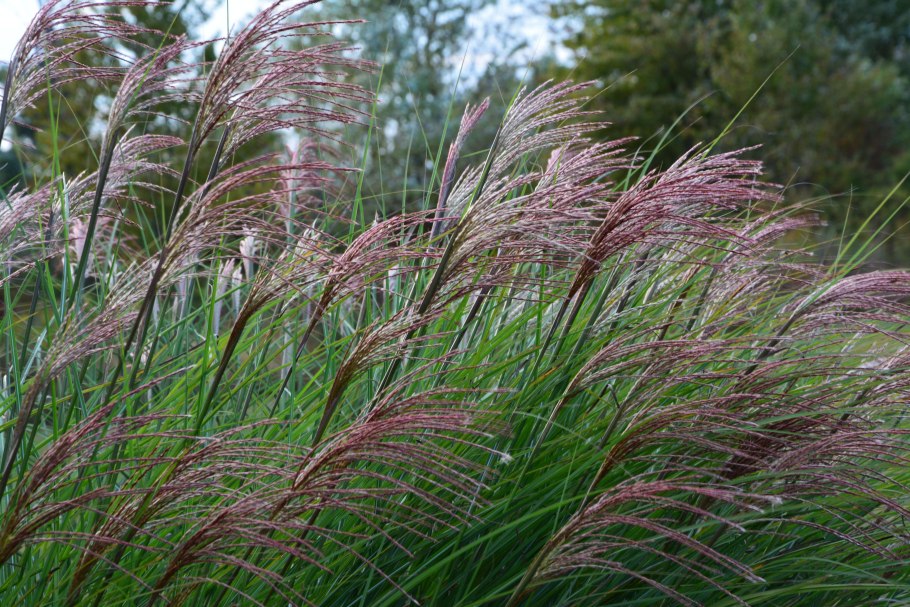 Мискантус китайский Flamingo