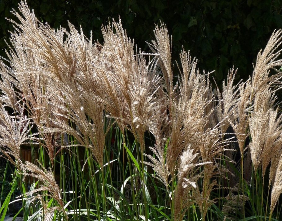Мискантус китайский Грацилимус