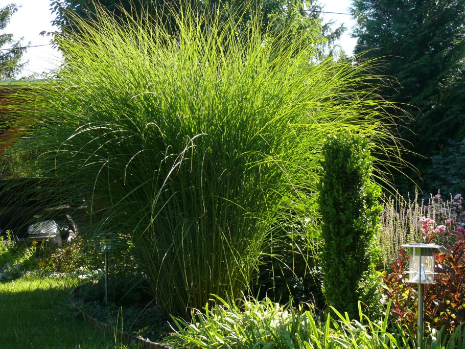 Мискантус китайский грацилимус