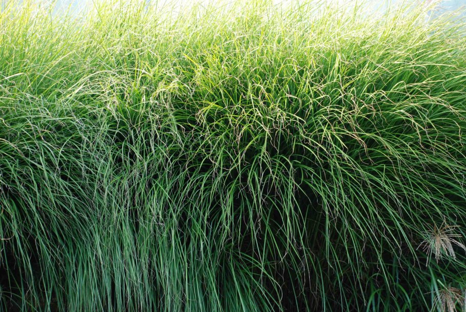 Мискантус китайский PURPURASCENS