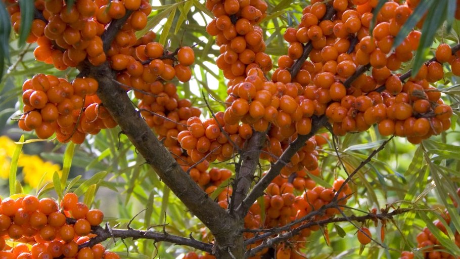 Облепиха крушиновидная (Hippophae rhamnoides l.)