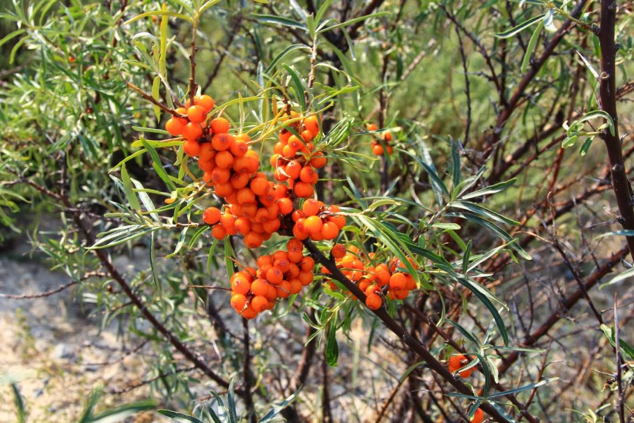 Облепиха (Hippophae rhamnoides)