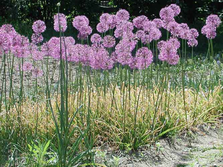 Allium rosenbachianum