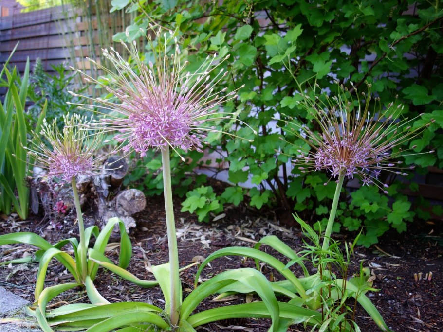 Аллиум Шуберта (Allium schubertii)