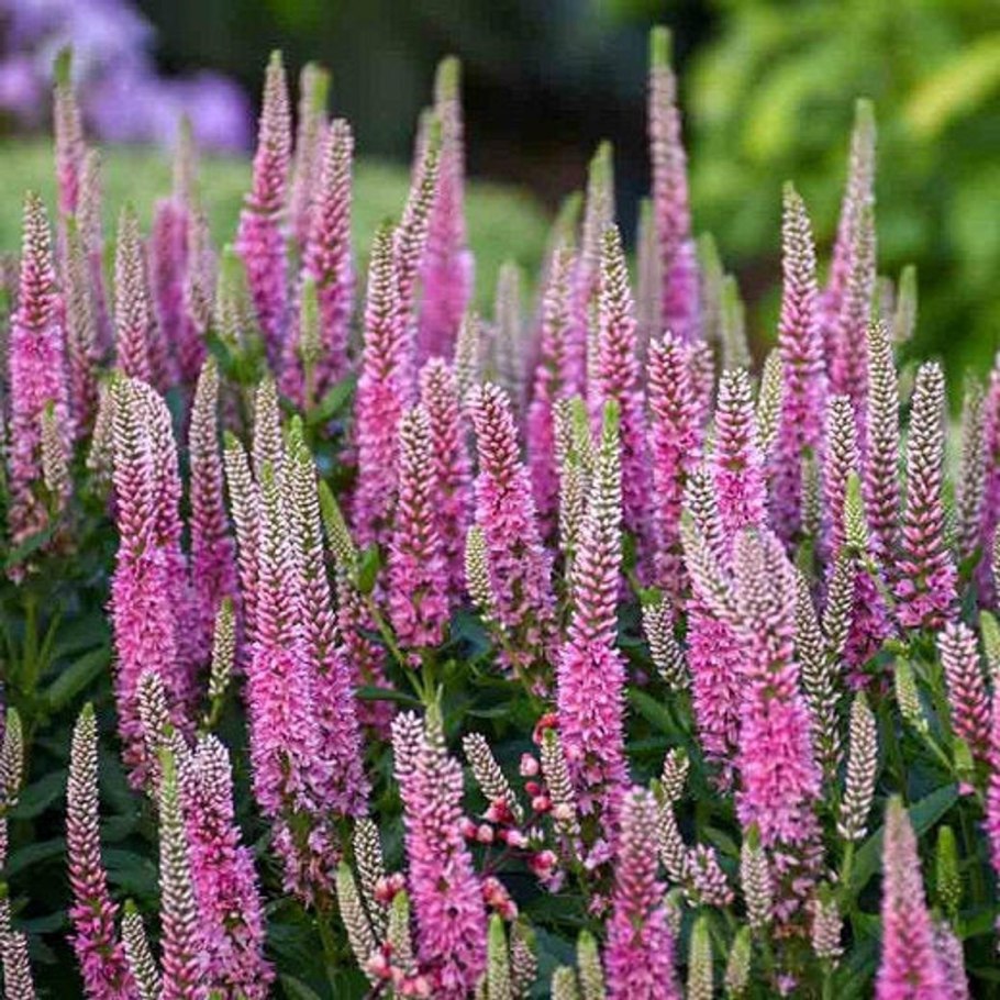 Вероника широколистная Veronica Teucrium