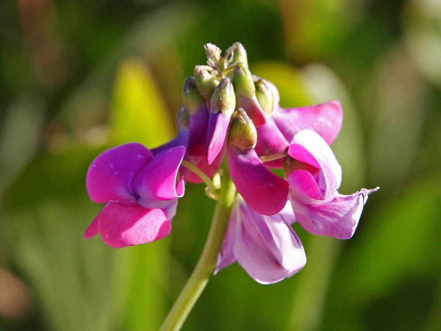 Чина (Lathyrus)