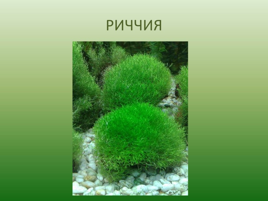 Риччия мох биология
