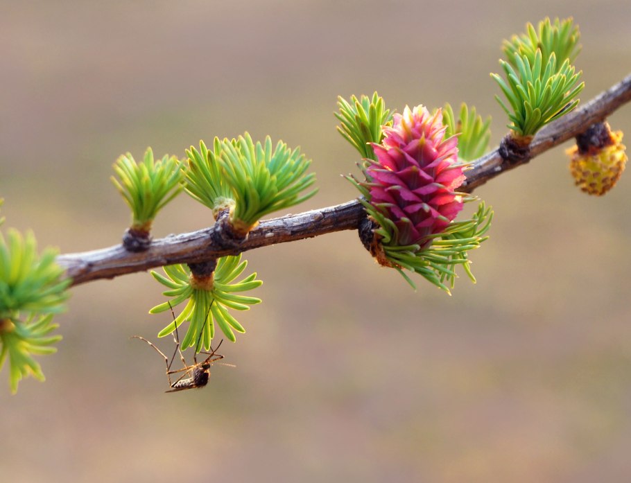 Лиственница Сибирская Larix sibirica