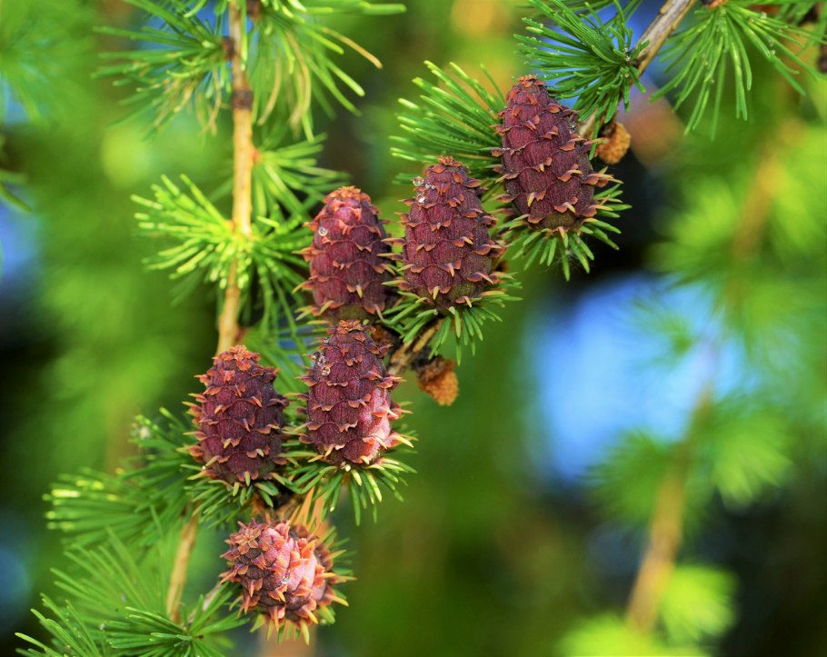 Ель европейская Picea Abies