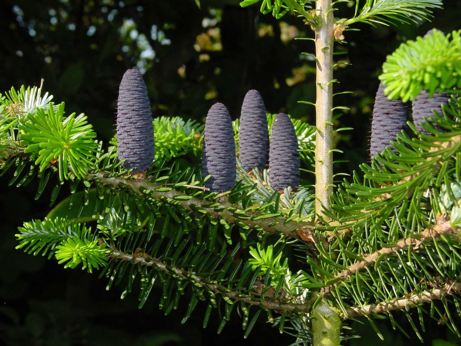 Сосна обыкновенная Pinus Sylvestris