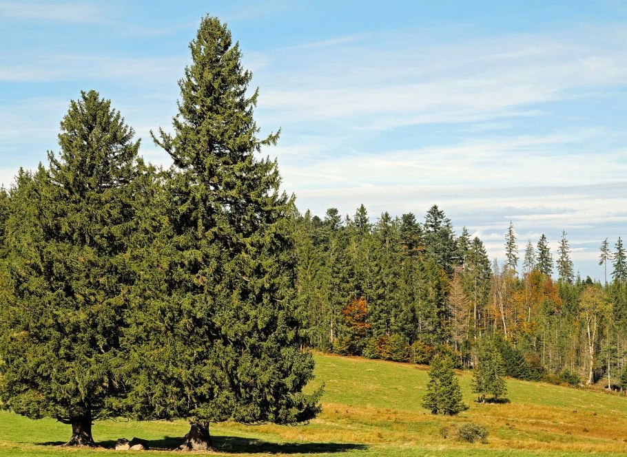 Лиственница Сибирская Larix sibirica