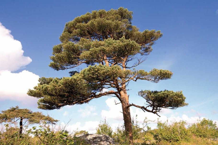 Лиственница европейская Larix decidua