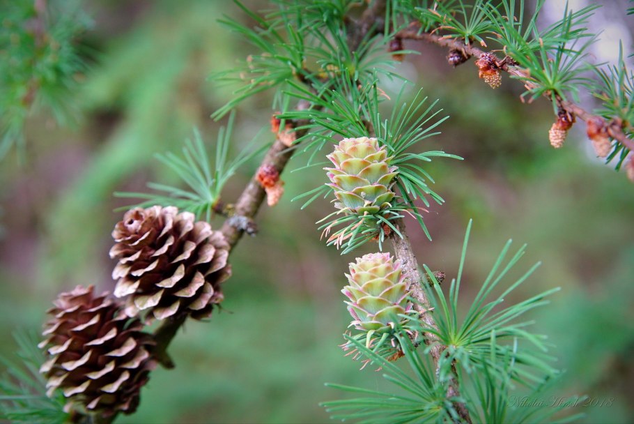 Лиственница Сибирская Larix sibirica