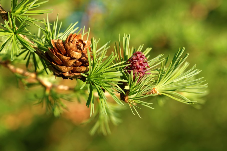 Лиственница Сибирская Larix sibirica