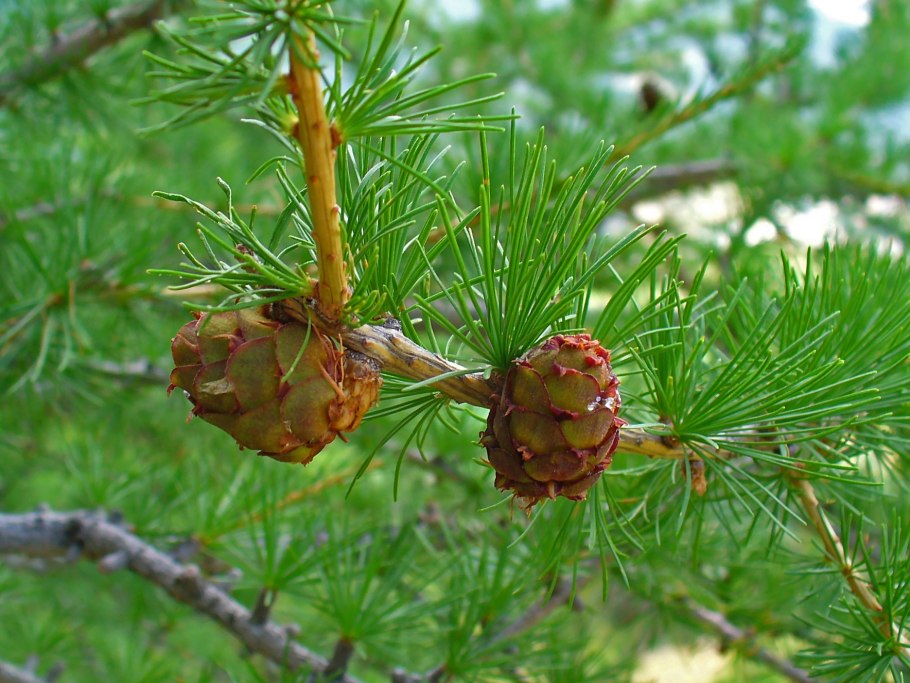 Лиственница Сибирская Larix sibirica