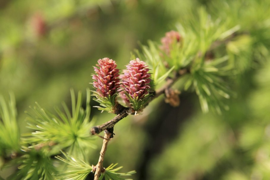 Пихта Сибирская (Аbies sibirica)