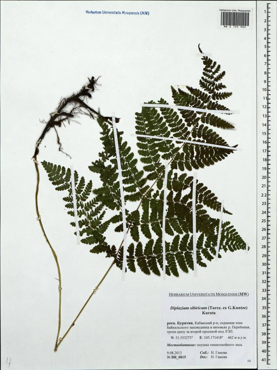 Squamiferum Red hairy petiole- чешуеносный